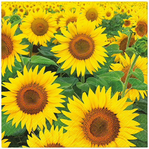 Zdjęcie produktu Serwetki 33x33 Decoupage Sunflowers Field 20szt.