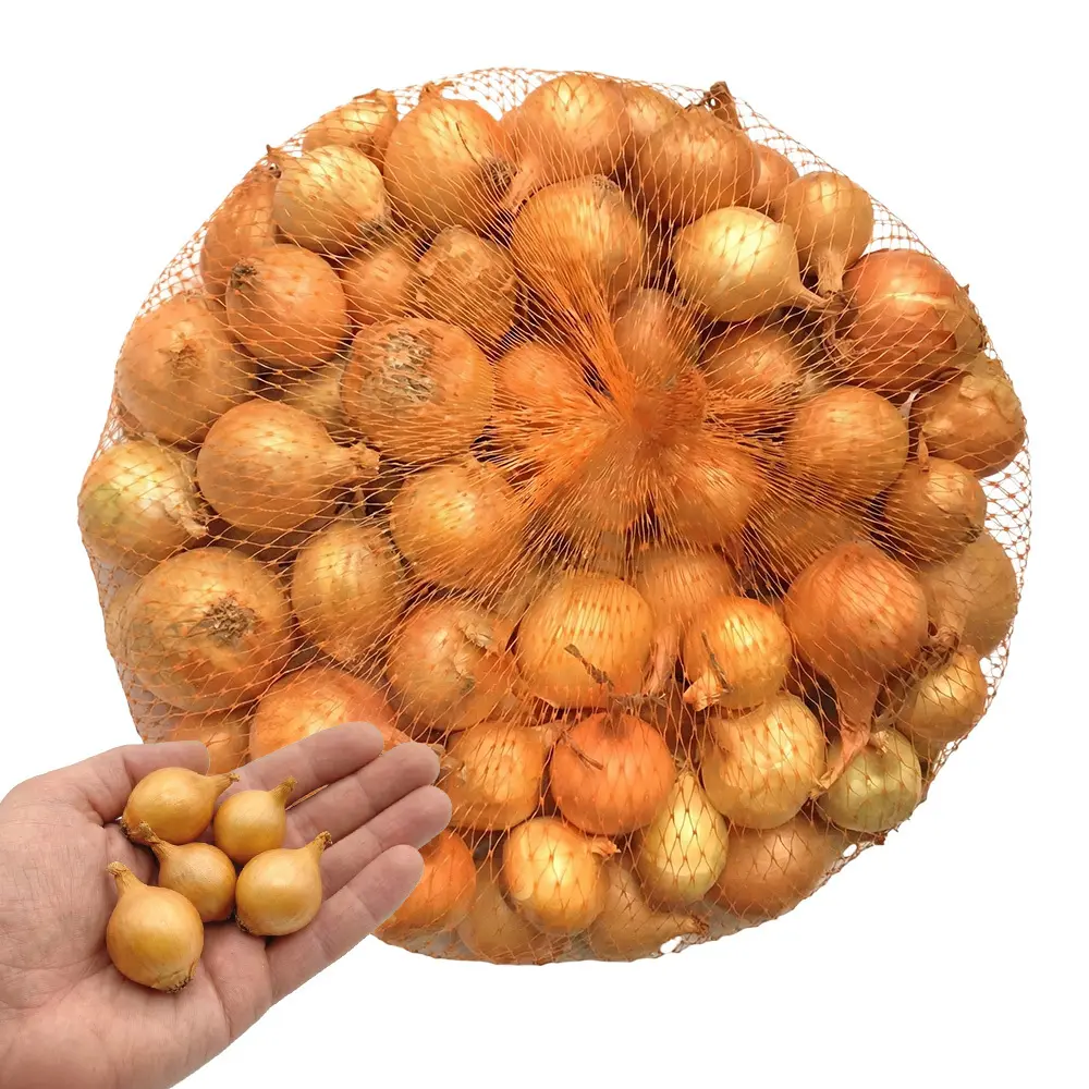 Zdjęcie produktu Cebula dymka stuttgarter sadzonka do gruntu na szczypior cebule 0,25 kg