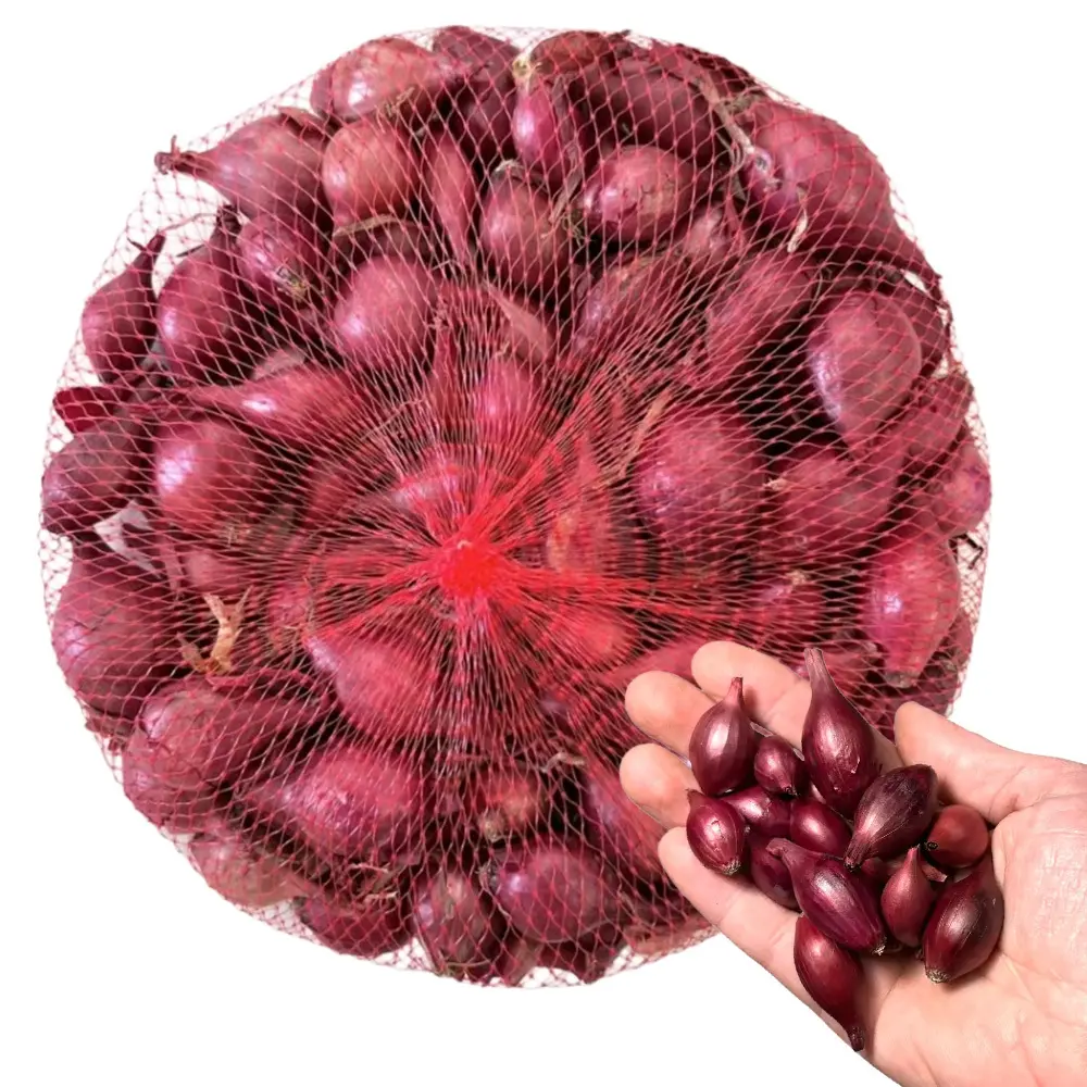 Zdjęcie produktu Cebula dymka czerwona Red Baron 250 g dymka do sadzenia 14-21 mm