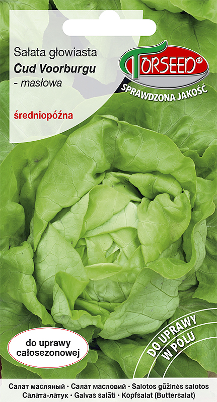 Zdjęcie produktu Sałata Masłowa Cud Voorburgu 05g - Nasiona Sałaty - Uprawa w Ogrodzie